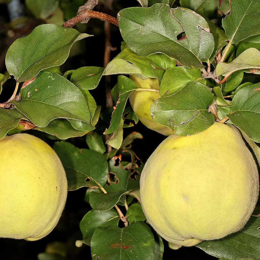 Yellow quince fruit growing among the leaves of Cydonia oblonga.
