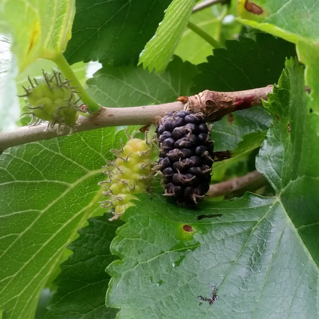 Ripe dark mulberry fruit and unripe green fruit on a leafy branch.