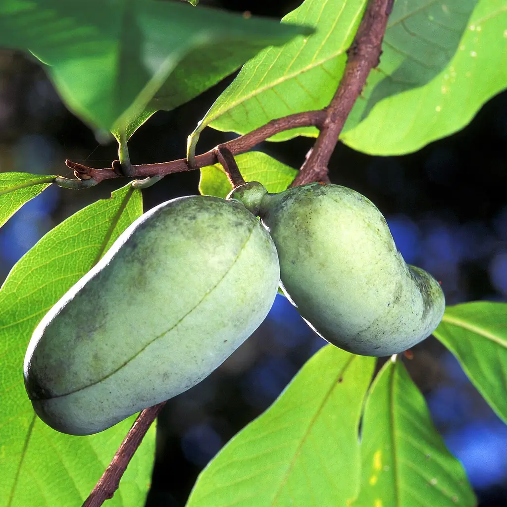 Green American pawpaw fruit, Asimina triloba, growing on a tree.
