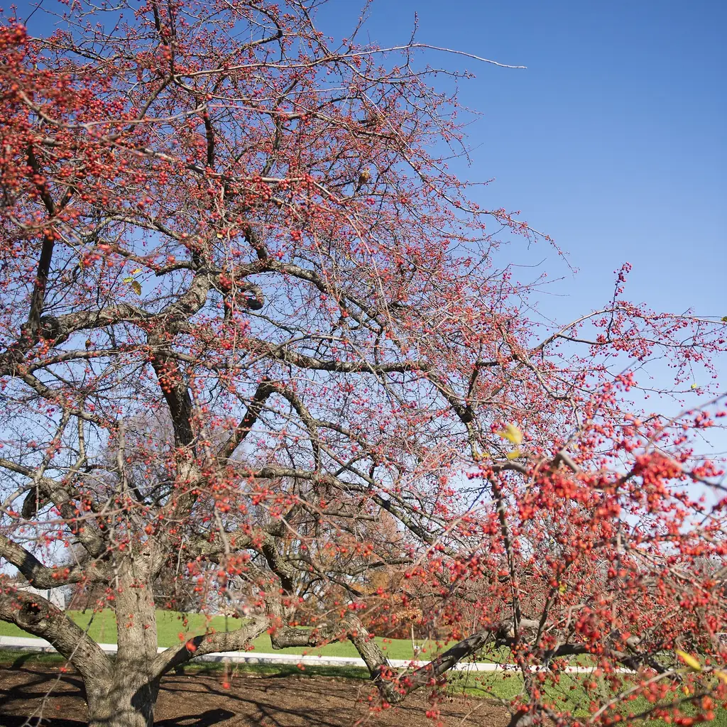 Crabapples