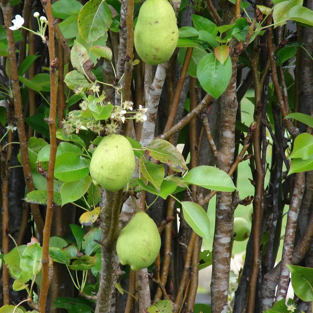 Pear trees