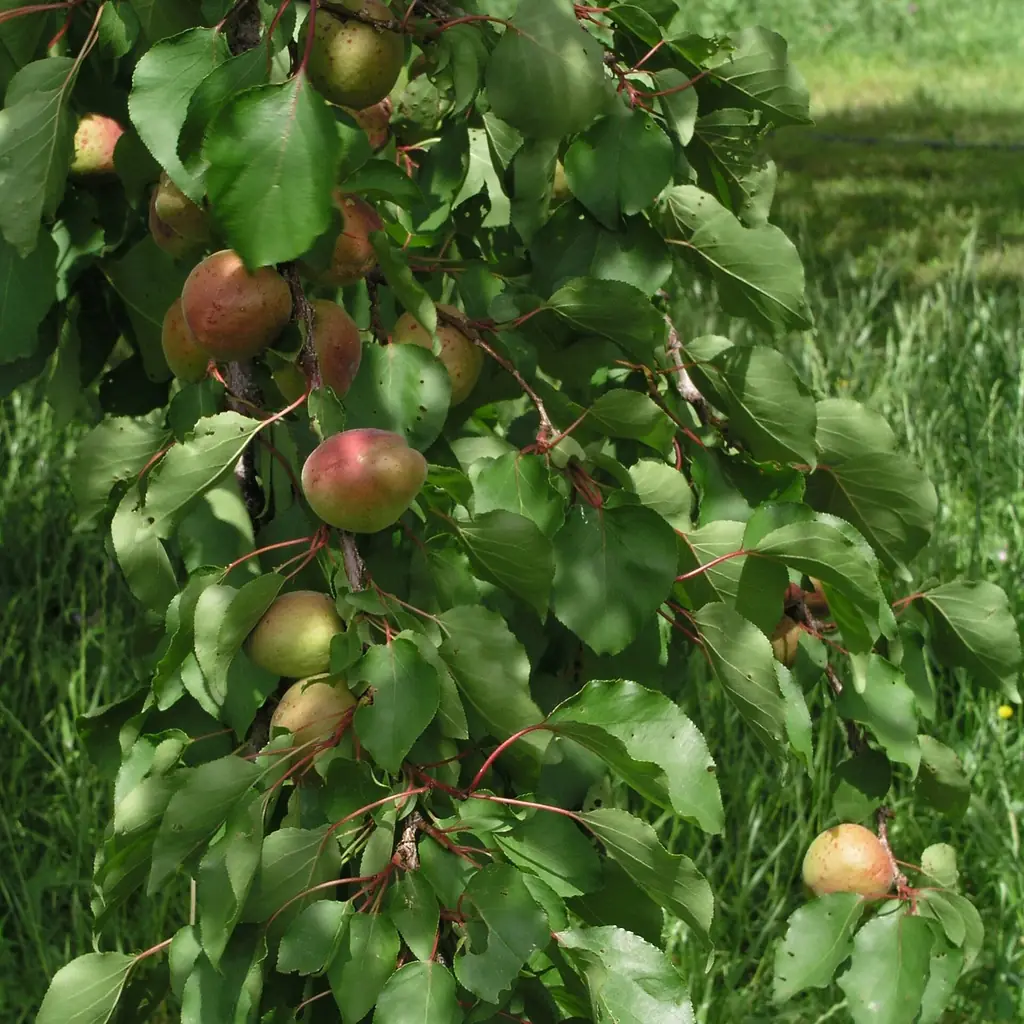 Apricot trees