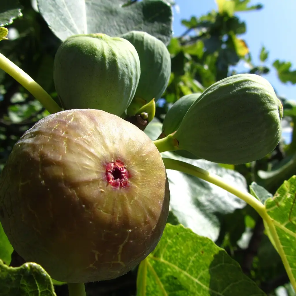 Fig bushes and trees