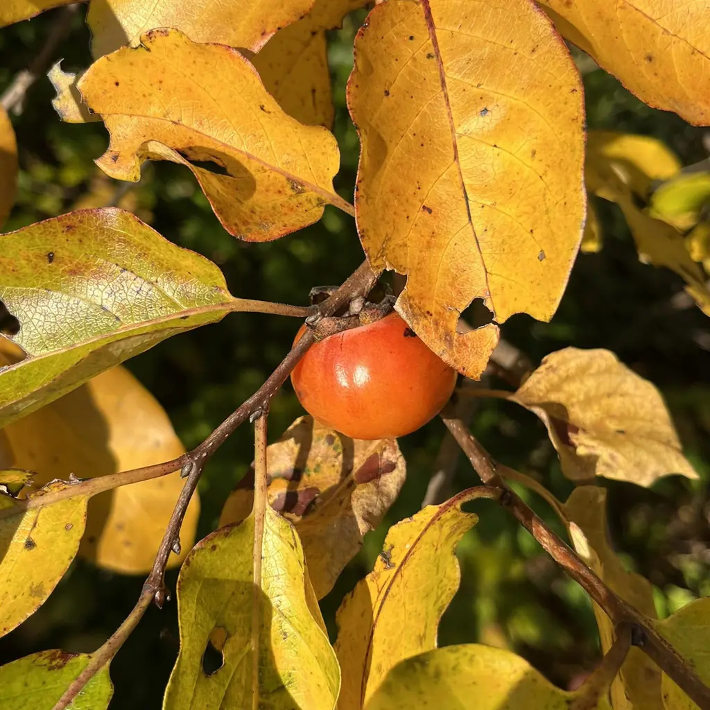 American persimmons