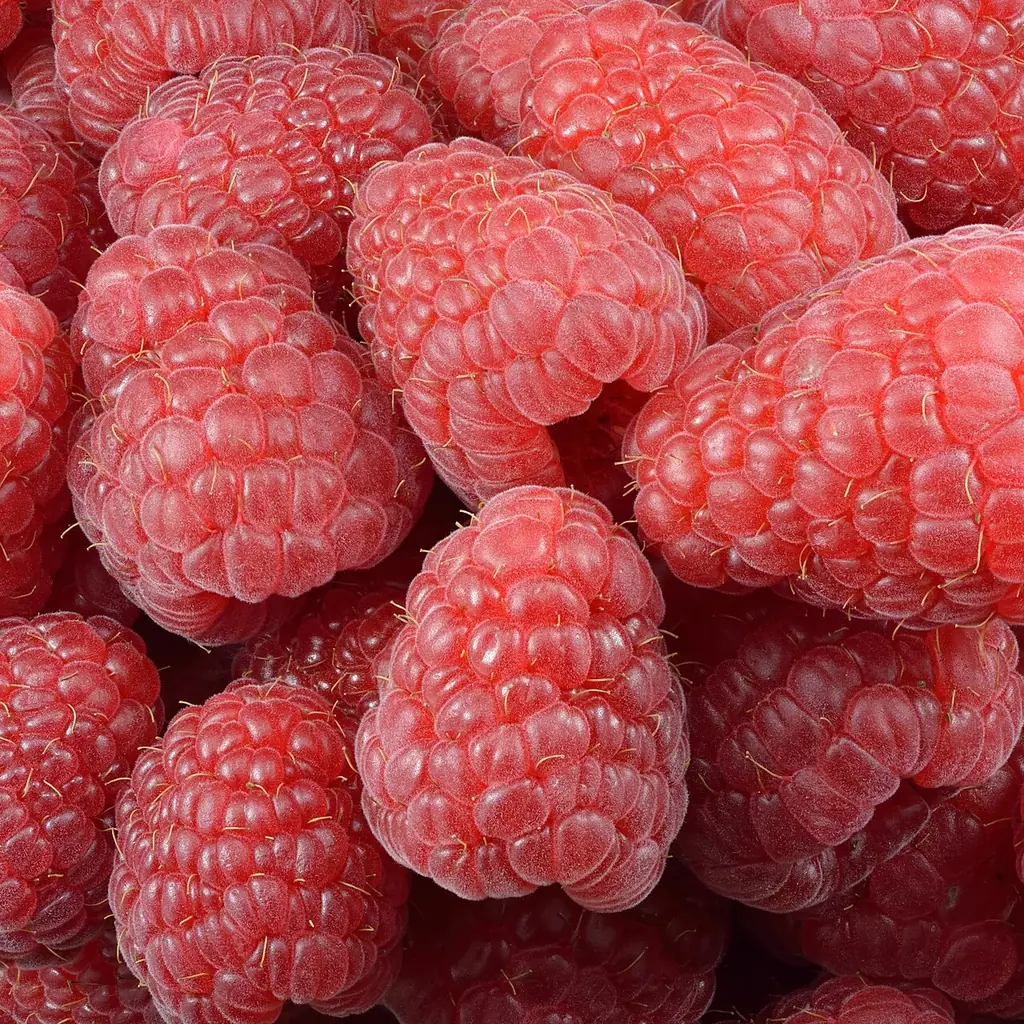 Red raspberries
