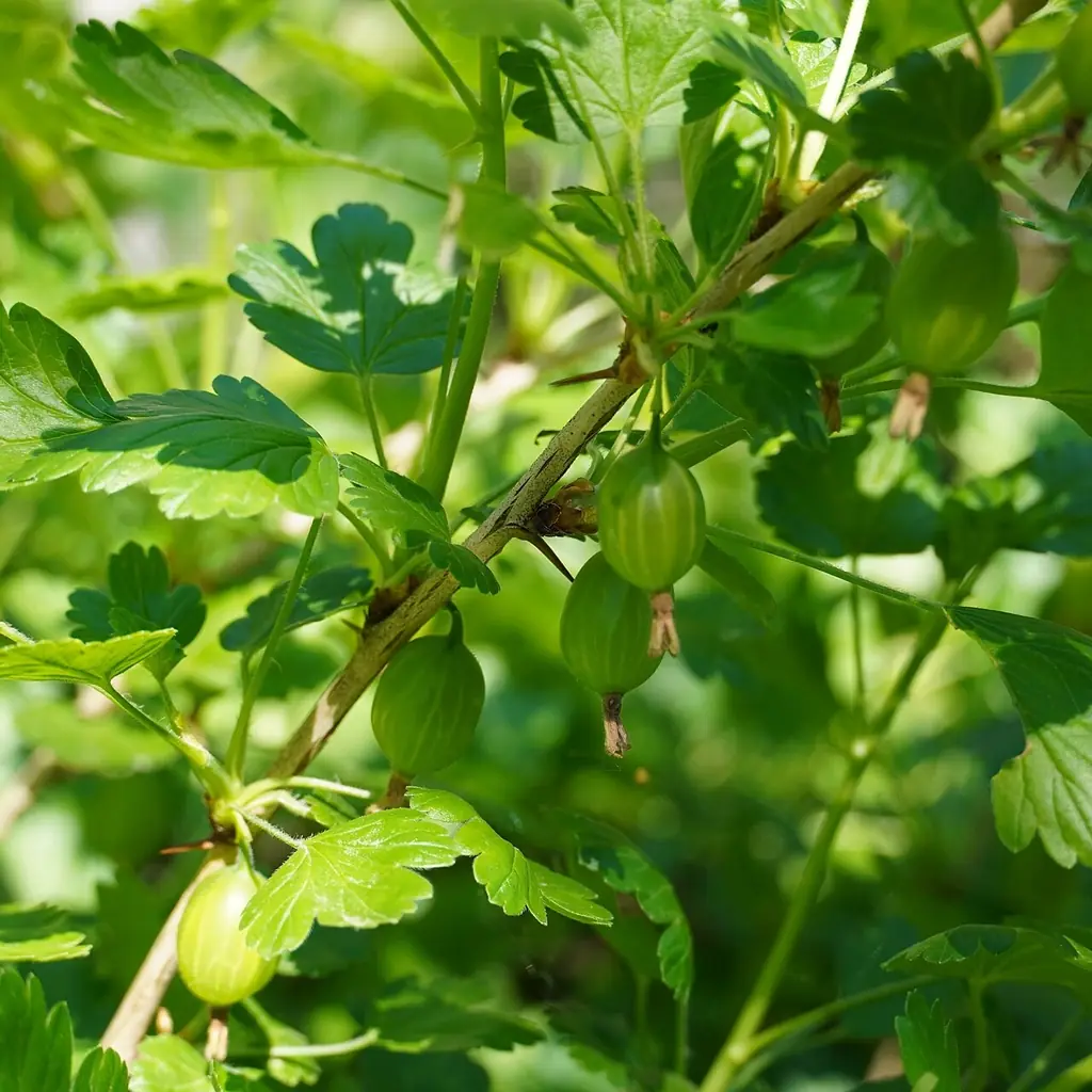 Gooseberry bushes