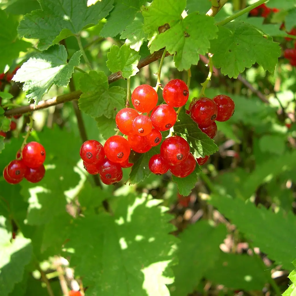 Red currants