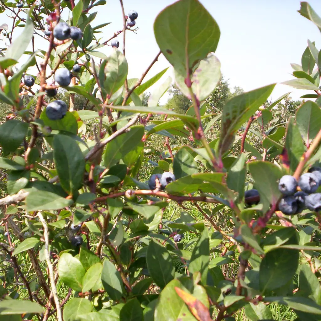 Blueberry bushes