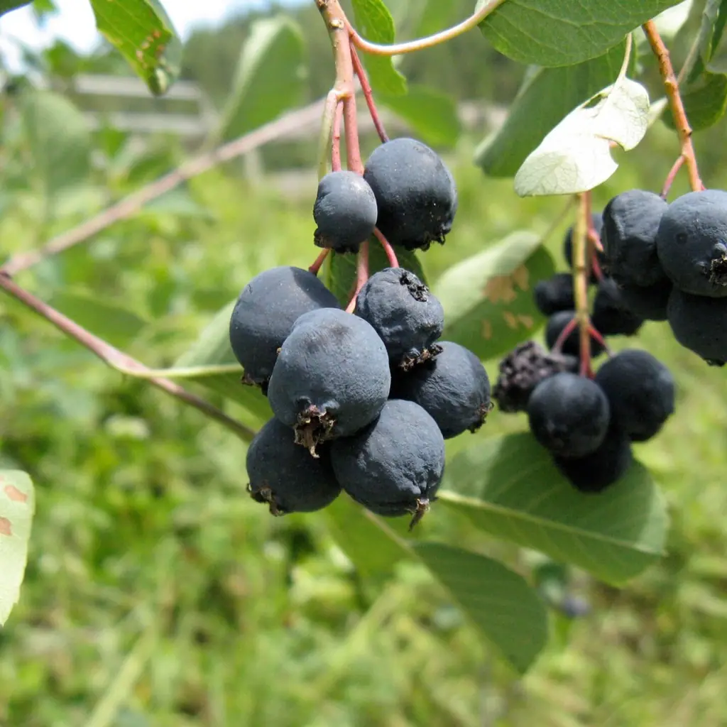 Serviceberries